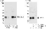 CPSF30 Antibody in Western Blot (WB)