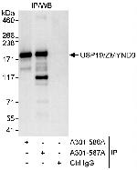 USP19/ZMYND9 Antibody in Immunoprecipitation (IP)