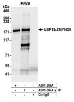 USP19/ZMYND9 Antibody in Immunoprecipitation (IP)