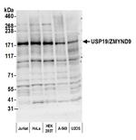 USP19/ZMYND9 Antibody in Western Blot (WB)