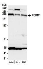 PBRM1 Antibody in Western Blot (WB)