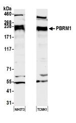 PBRM1 Antibody in Western Blot (WB)