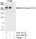 Myo18A/Myosin XVIIIA Antibody in Immunoprecipitation (IP)