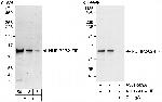 NUFIP2/82-FIP Antibody in Western Blot (WB)