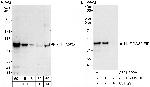 NUFIP2/82-FIP Antibody in Western Blot (WB)