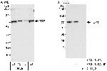 TDP1 Antibody in Western Blot (WB)