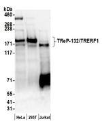 TReP-132/TRERF1 Antibody in Western Blot (WB)