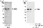 MBD4 Antibody in Western Blot (WB)