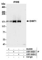 EHMT1 Antibody in Immunoprecipitation (IP)