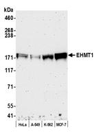 EHMT1 Antibody in Western Blot (WB)