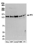 PF1 Antibody in Western Blot (WB)