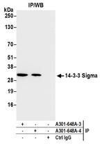 14-3-3 Sigma Antibody in Immunoprecipitation (IP)