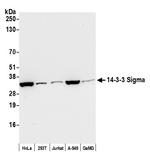 14-3-3 Sigma Antibody in Western Blot (WB)