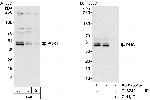 PUS1 Antibody in Western Blot (WB)