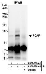 PCAF Antibody in Immunoprecipitation (IP)