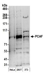 PCAF Antibody in Western Blot (WB)