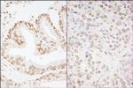 CREB Antibody in Immunohistochemistry (Paraffin) (IHC (P))