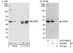 CREB Antibody in Western Blot (WB)