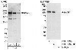 BCoR Antibody in Western Blot (WB)