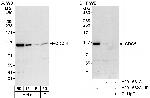 CDC5L Antibody in Western Blot (WB)