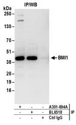 BMI1 Antibody in Immunoprecipitation (IP)