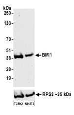 BMI1 Antibody in Western Blot (WB)