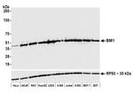 BMI1 Antibody in Western Blot (WB)