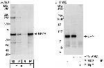 BRAF Antibody in Western Blot (WB)