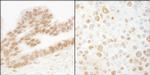 ERF Antibody in Immunohistochemistry (Paraffin) (IHC (P))