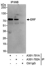 ERF Antibody in Immunoprecipitation (IP)