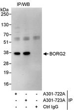 BORG2 Antibody in Immunoprecipitation (IP)