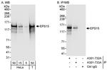 EPS15 Antibody in Western Blot (WB)