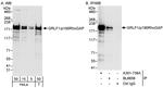 GRLF1/p190RhoGAP Antibody in Western Blot (WB)