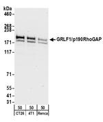 GRLF1/p190RhoGAP Antibody in Western Blot (WB)