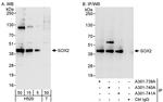 SOX2 Antibody in Western Blot (WB)