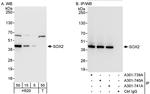 SOX2 Antibody in Western Blot (WB)