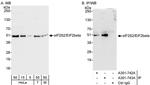 eIF2beta/EIF2S2 Antibody in Western Blot (WB)