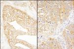 eIF3J/EIF3S1 Antibody in Immunohistochemistry (Paraffin) (IHC (P))