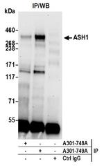 ASH1 Antibody in Immunoprecipitation (IP)