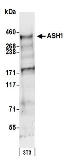 ASH1 Antibody in Western Blot (WB)