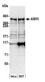 ASH1 Antibody in Western Blot (WB)