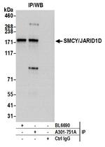 JARID1D/SMCY Antibody in Immunoprecipitation (IP)