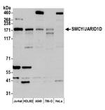 JARID1D/SMCY Antibody in Western Blot (WB)