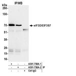 eIF3D/EIF3S7 Antibody in Immunoprecipitation (IP)