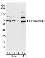 eIF3D/EIF3S7 Antibody in Western Blot (WB)