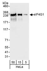 eIF4G1/eIF4GI Antibody in Western Blot (WB)