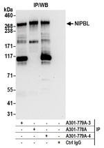 NIPBL Antibody in Immunoprecipitation (IP)