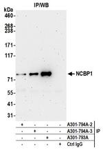 NCBP1/CBP80 Antibody in Immunoprecipitation (IP)