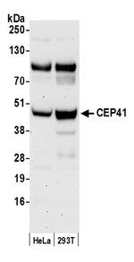 CEP41 Antibody in Western Blot (WB)