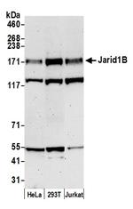 JARID1B Antibody in Western Blot (WB)